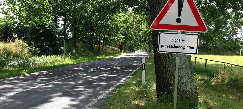 Monheim: Eichenprozessionsspinner im Waldkindergarten