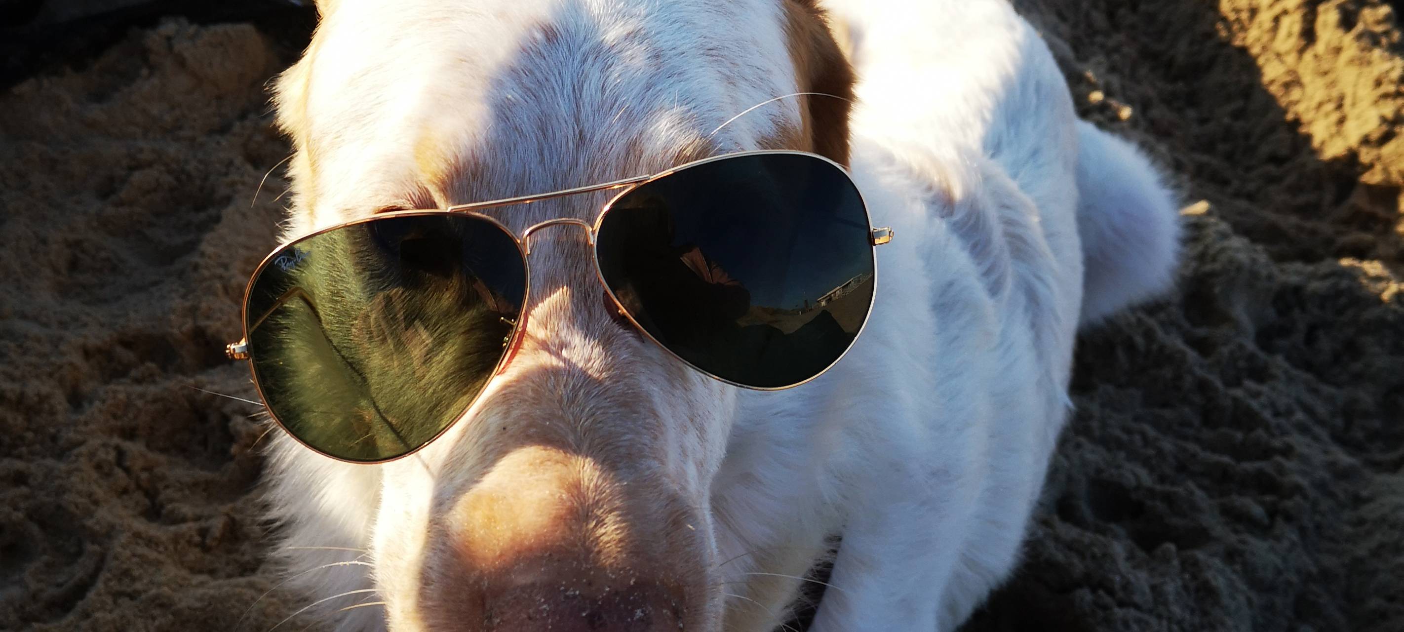 Mit Mann und Hund geht´´s gerne mal ans Meer.