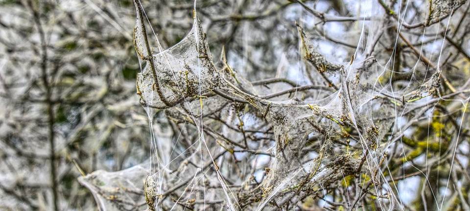 Eichenprozessionsspinner bilden Haare