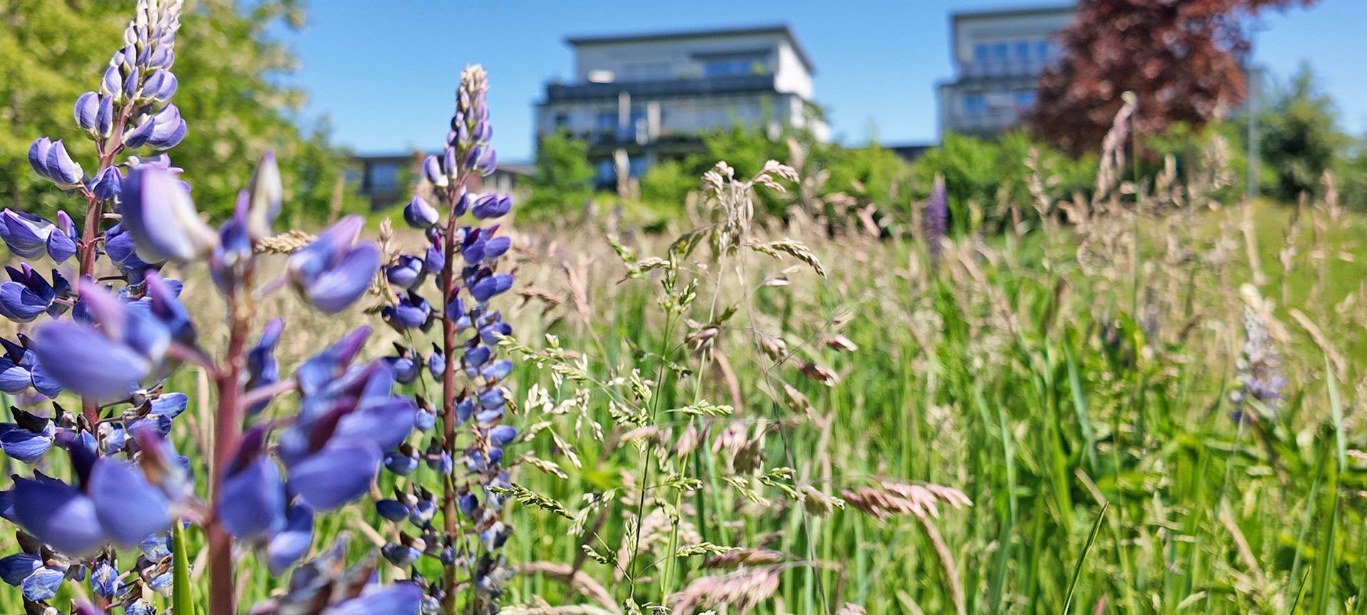 Heiligenhauser Bürgergärten