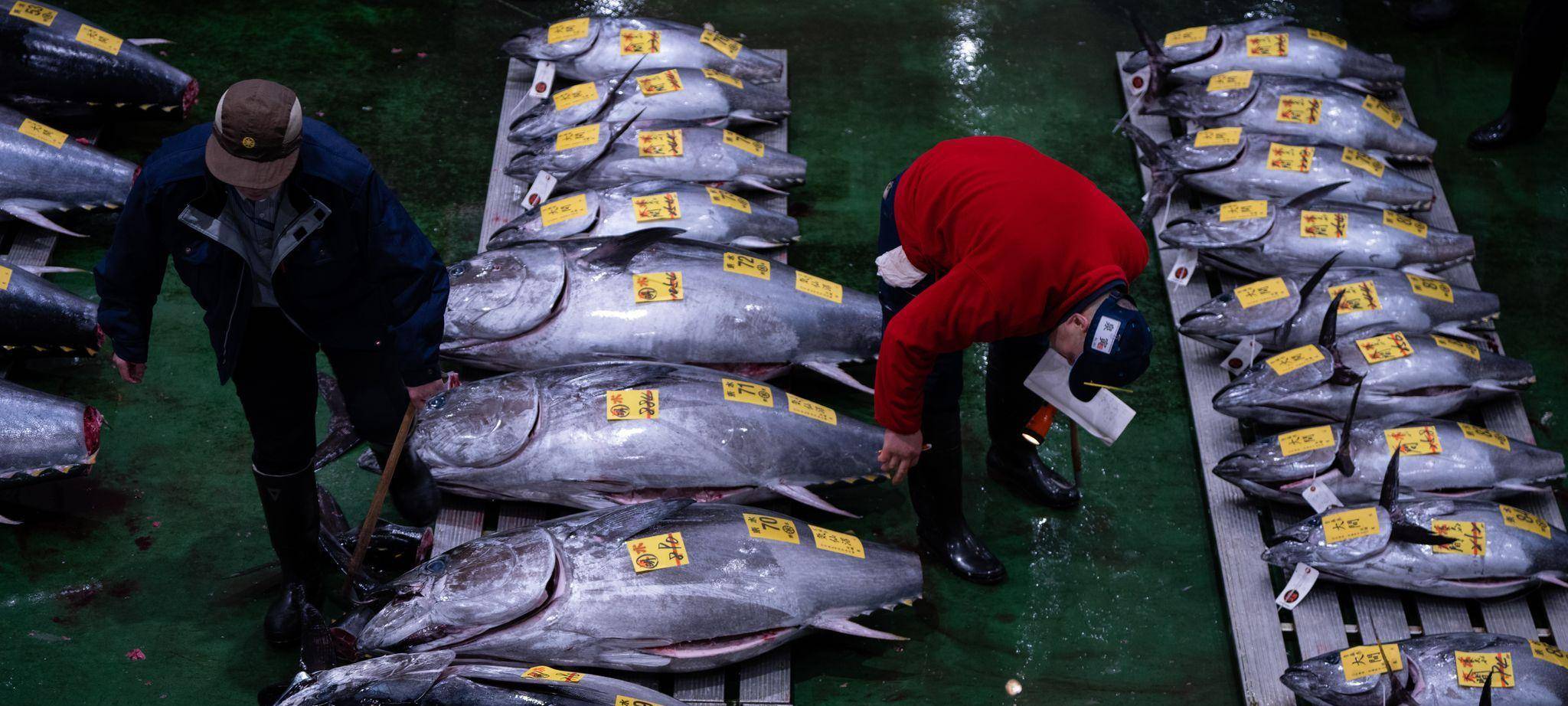 Erste Thunfischauktion des Jahres in Tokio