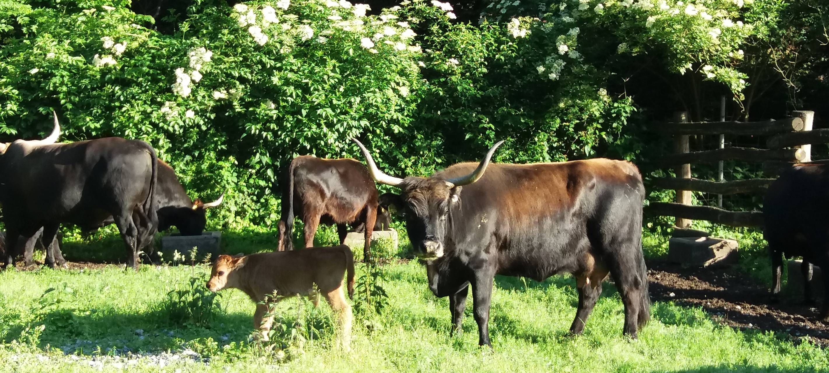 Neuer Stall für Auerochsen