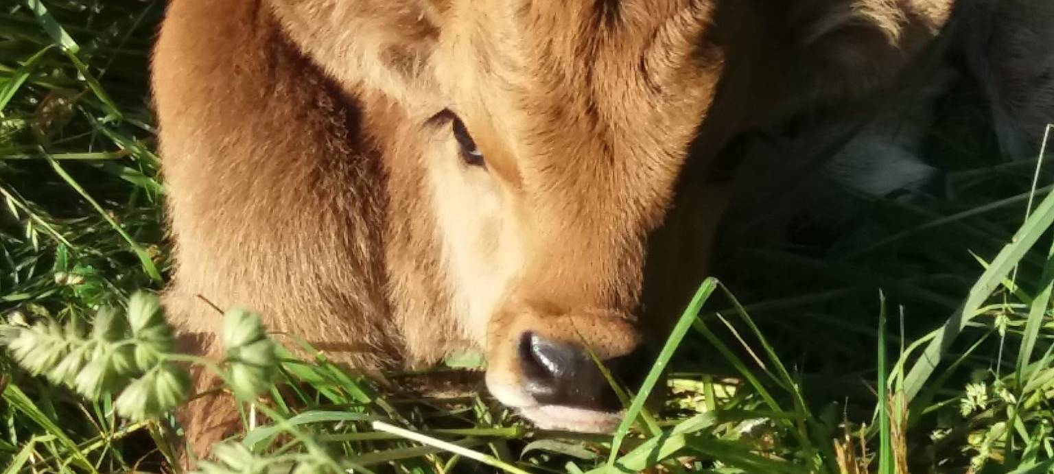 Nachwuchs im eiszeitlichen Wildgehege
