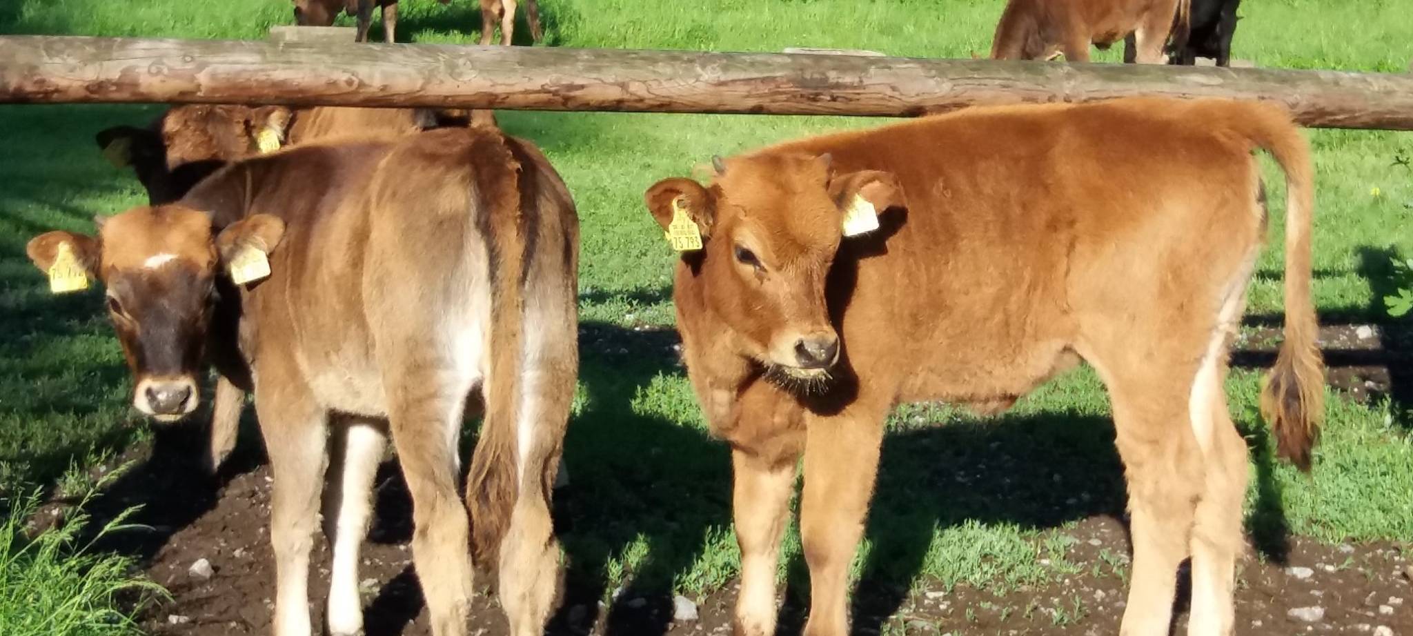 Weniger Betriebe mit Milchkühen im Kreis Mettmann