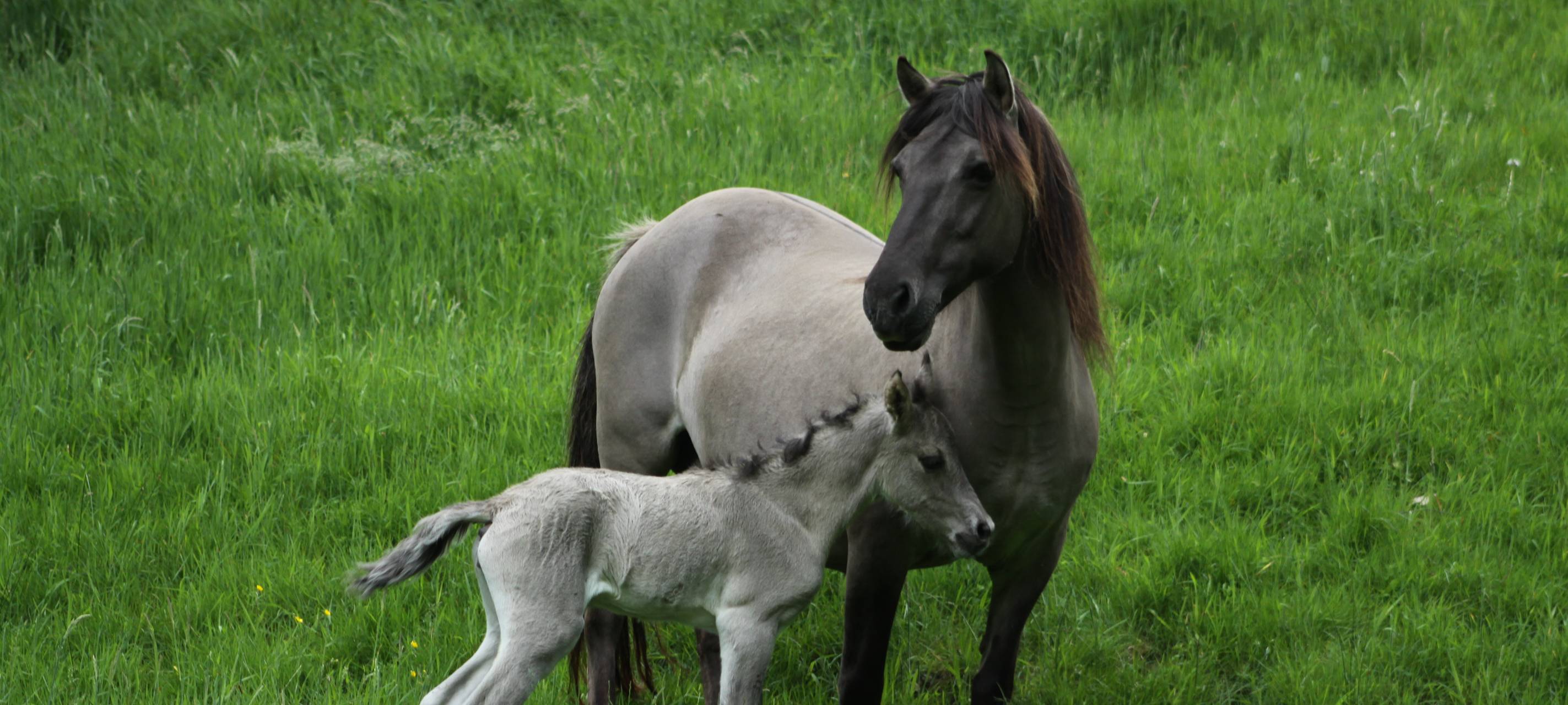 Nachwuchs im eiszeitlichen Wildgehege