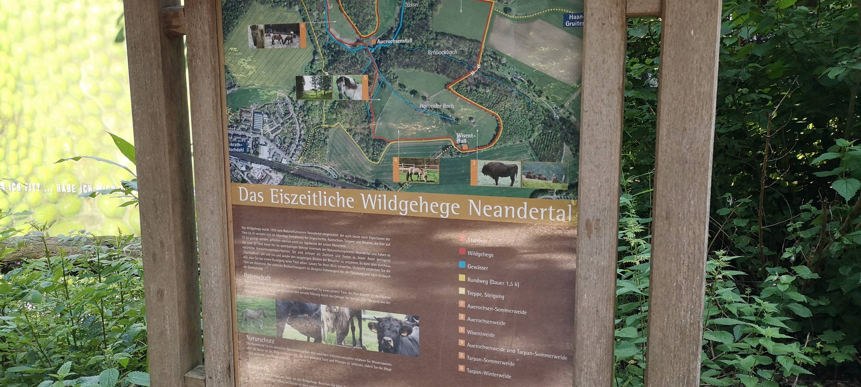 Nachwuchs im eiszeitlichen Wildgehege