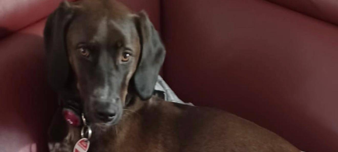 Hündin in Wülfrath seit Silvester vermisst