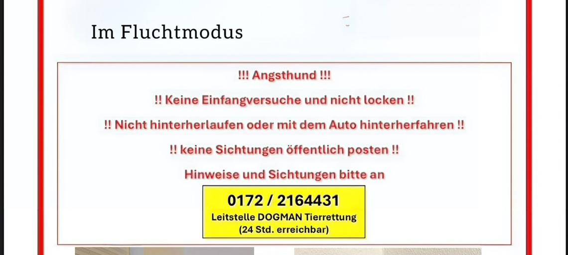 Hündin in Wülfrath seit Silvester vermisst