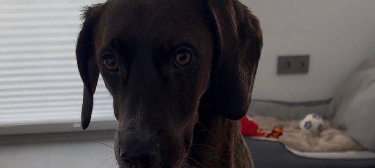 Hündin in Wülfrath seit Silvester vermisst