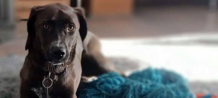 Hündin in Wülfrath seit Silvester vermisst