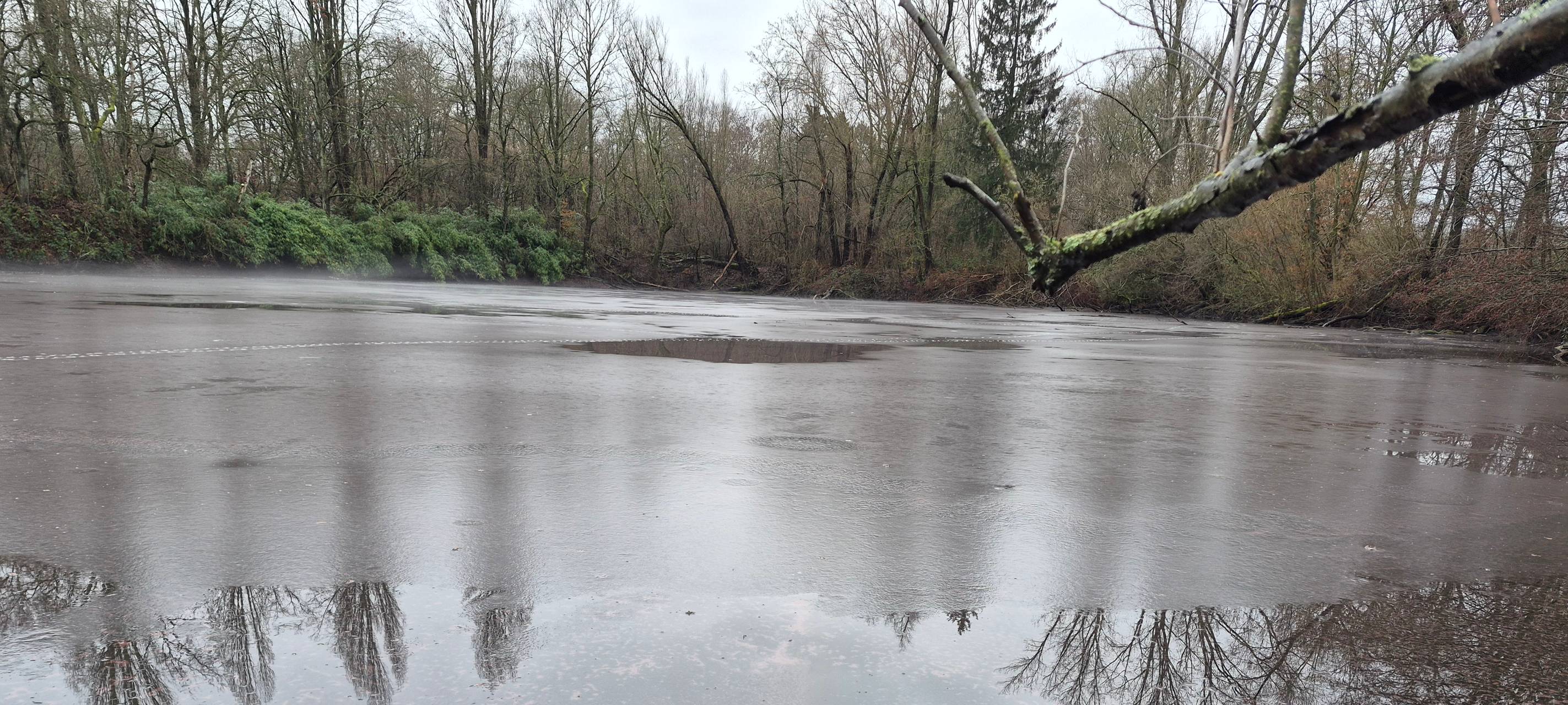 Warnung vor Burgunderblutalge im Menzelsee