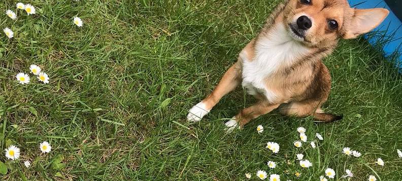 Hilden - Chihuahua-Rüde "Buddy" am 12.06.2019 entlaufen