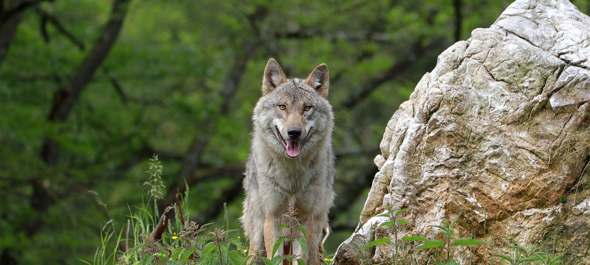 Wolfssichtung in Hellerhof wird geprüft