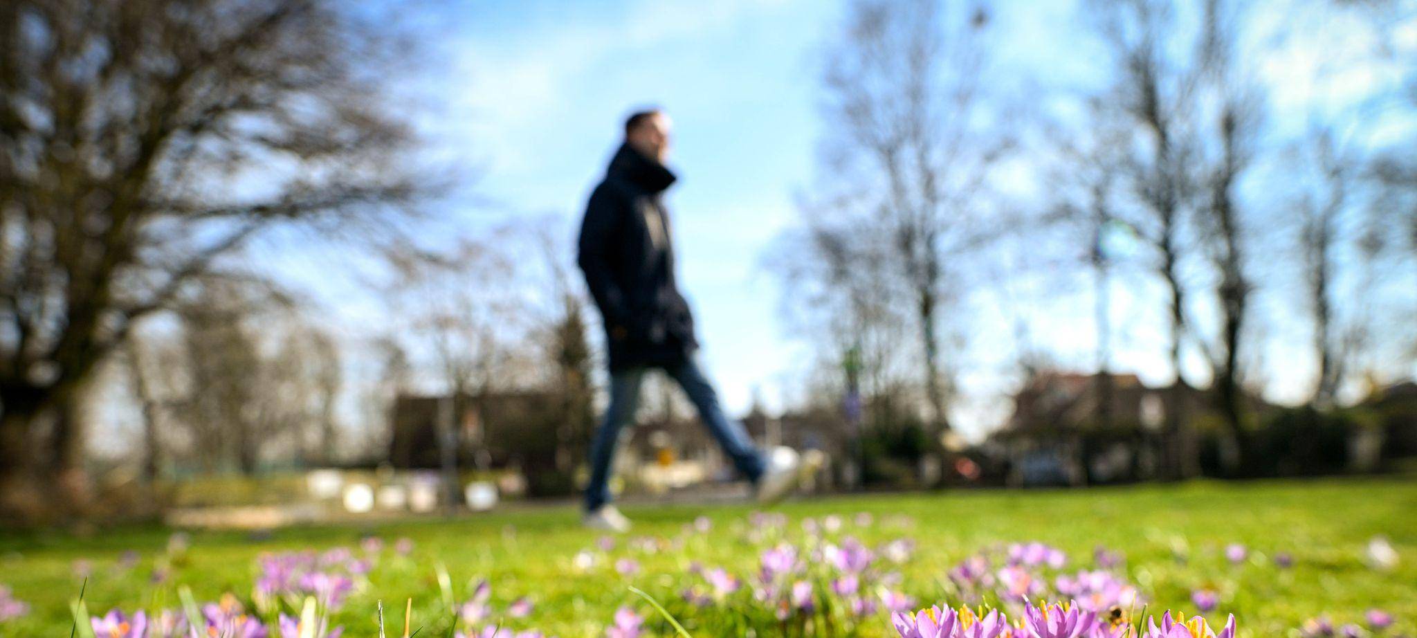 Ein Spaziergänger geht im Frühling über eine Wiese mit Krokussen