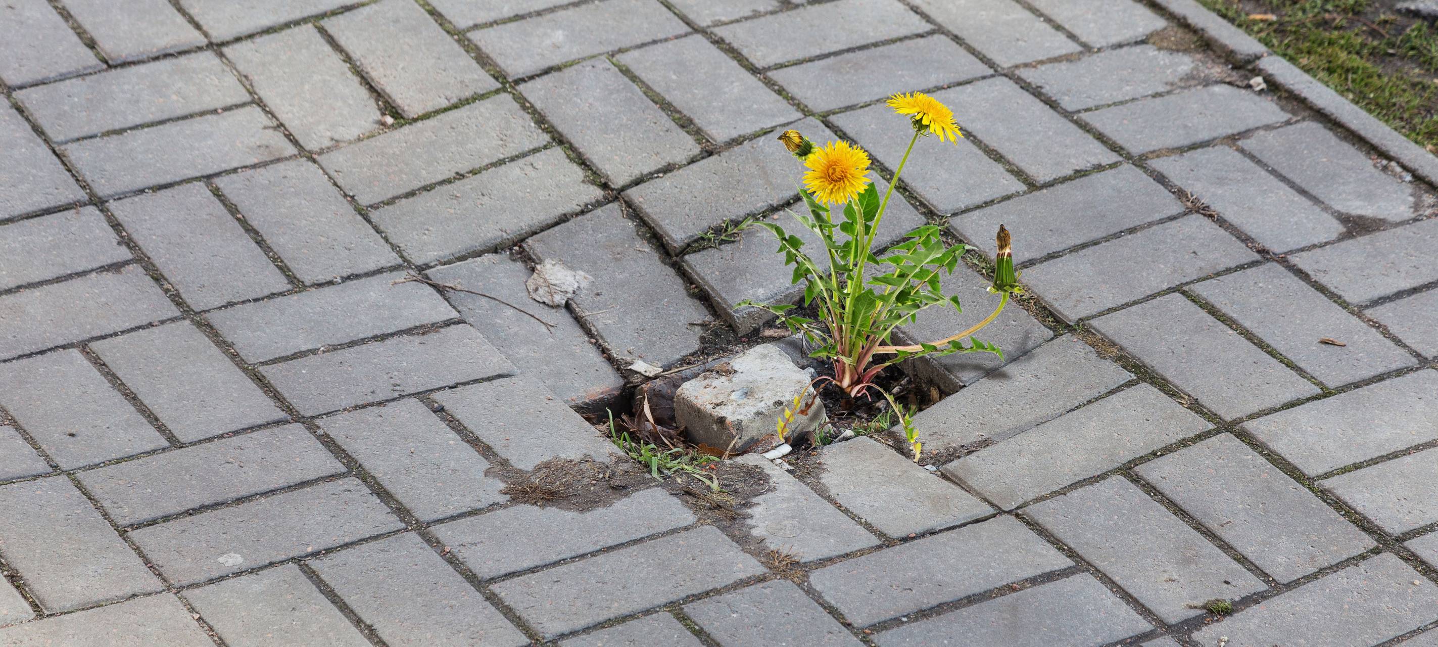 Umfrage zum Mängelmelder
