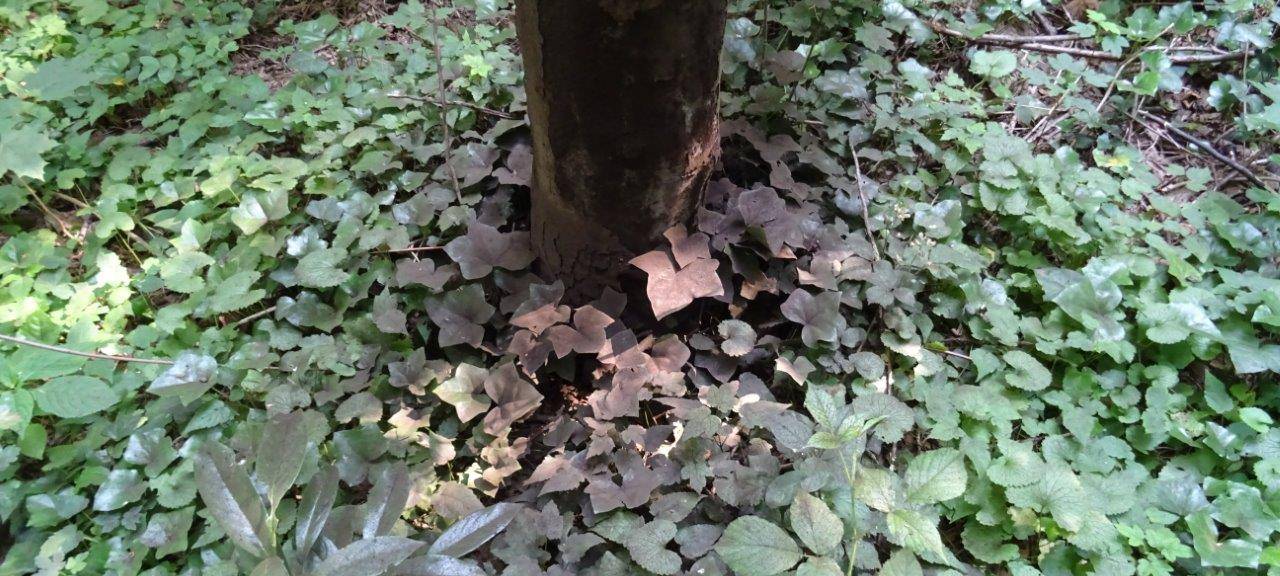 Langforter Wäldchen von Pilz befallen