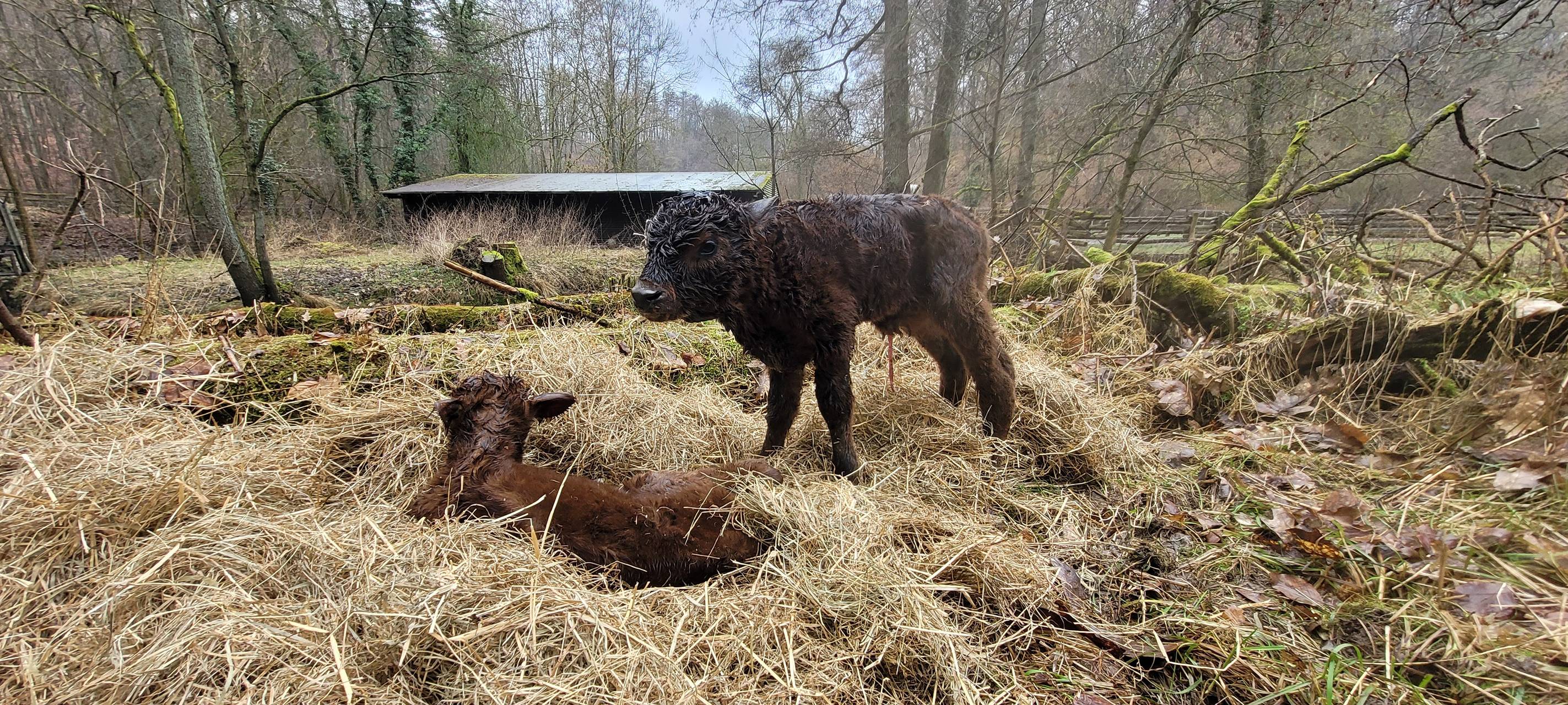 Nic & Nac: Jungbullen haben jetzt einen Namen