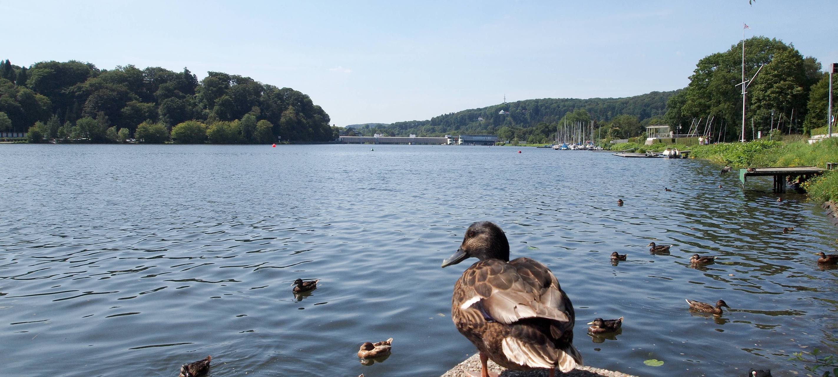 Ente, Taube und Co. - Nachwuchs auf dem eigenen Balkon