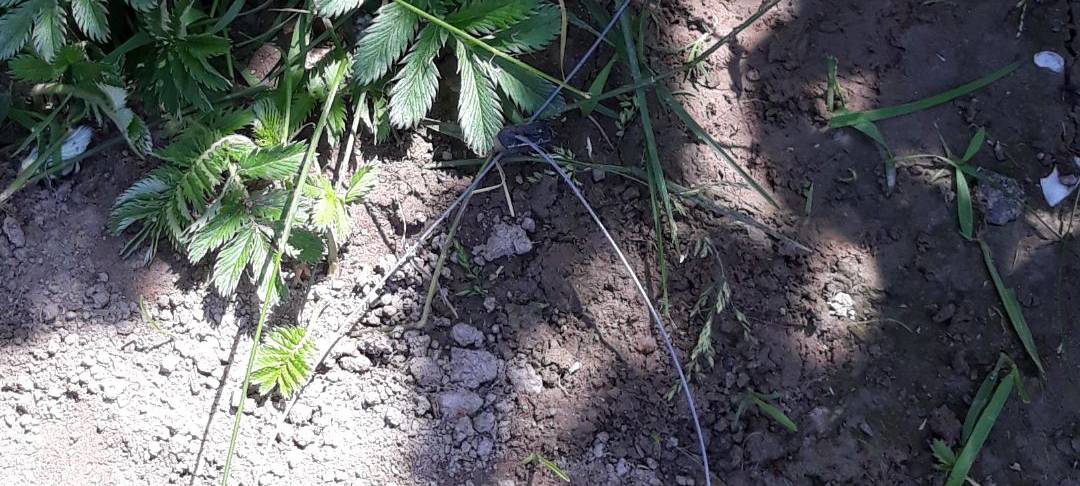 Ratingen: Hundehalter aufgepasst!