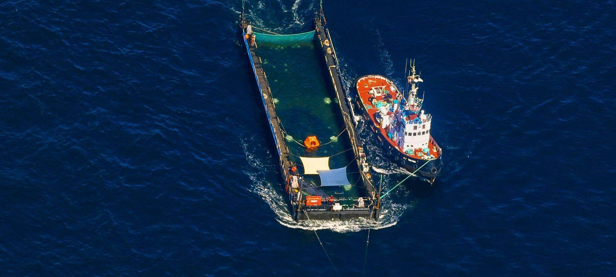 Weitere Entwicklung zum Buckelwal auf dem Weg aus der Ostsee