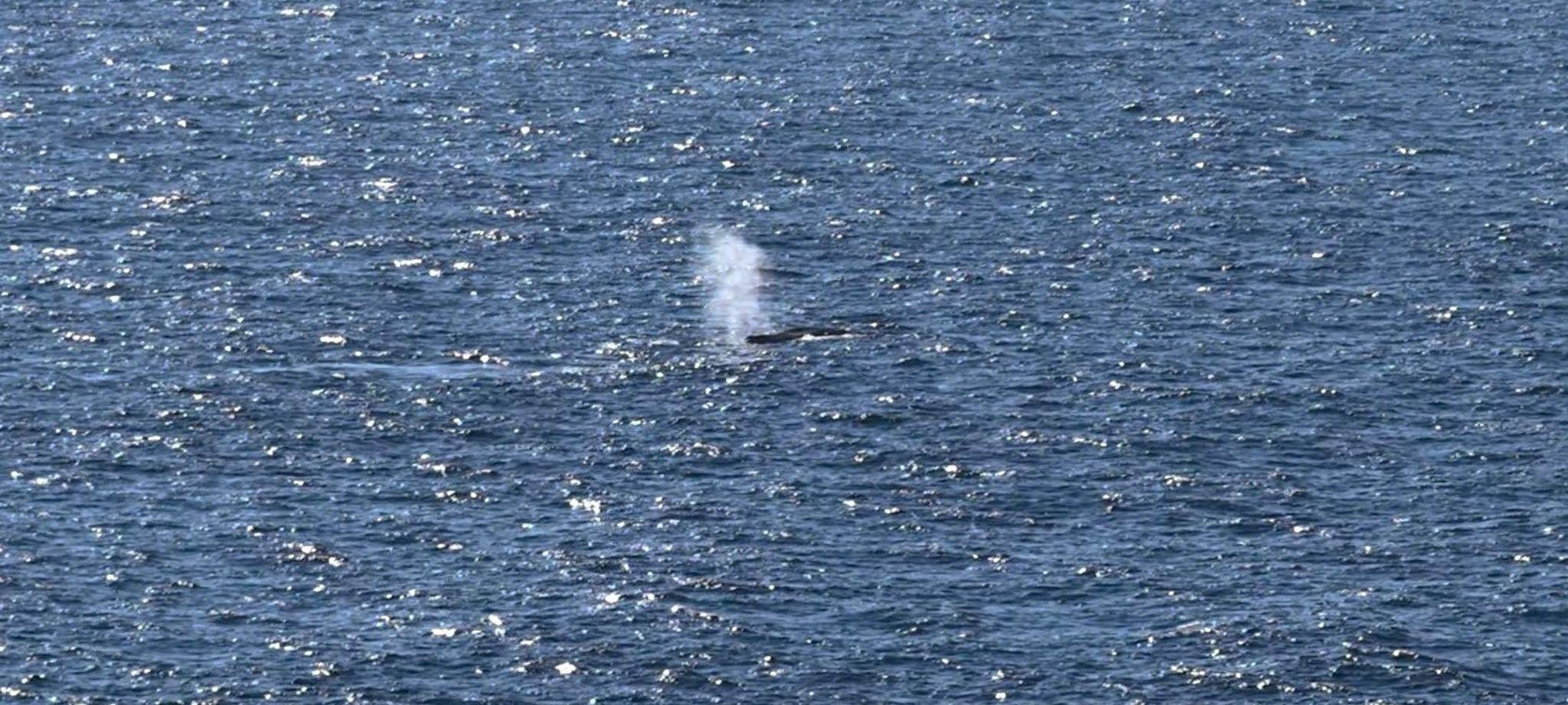 Buckelwal in der Nordsee freigesetzt