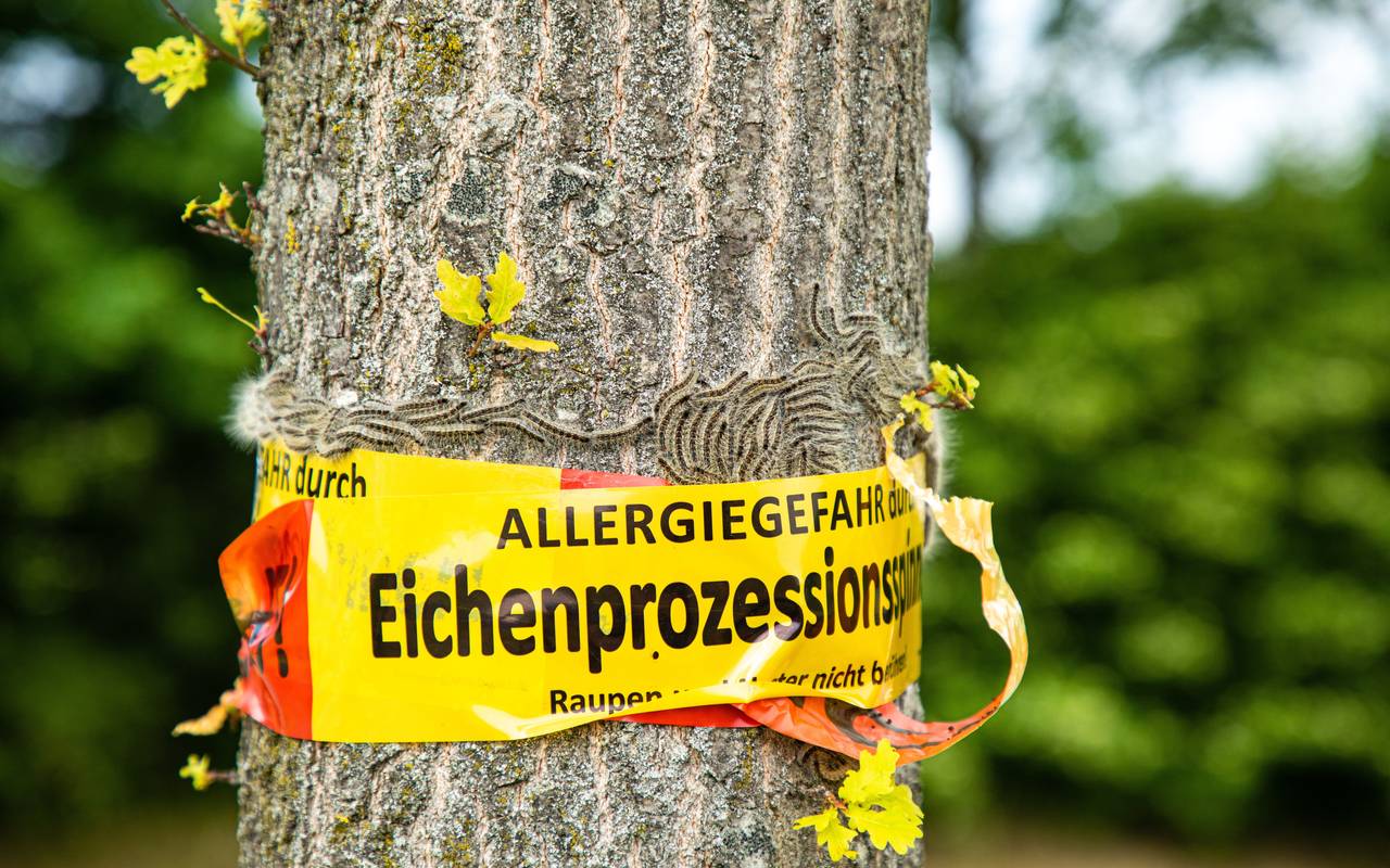 Hilden Waldbad Reagiert Auf Eichenprozessionsspinner Diskussion