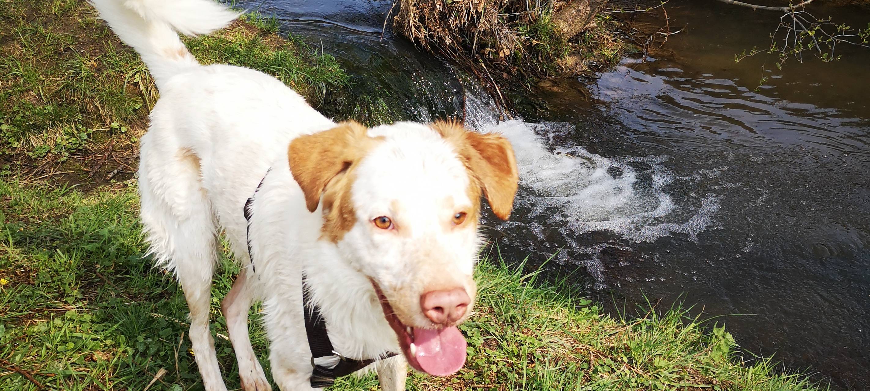 Ratinger Bürger Union will Hunde teilweise von der Steuer befreien