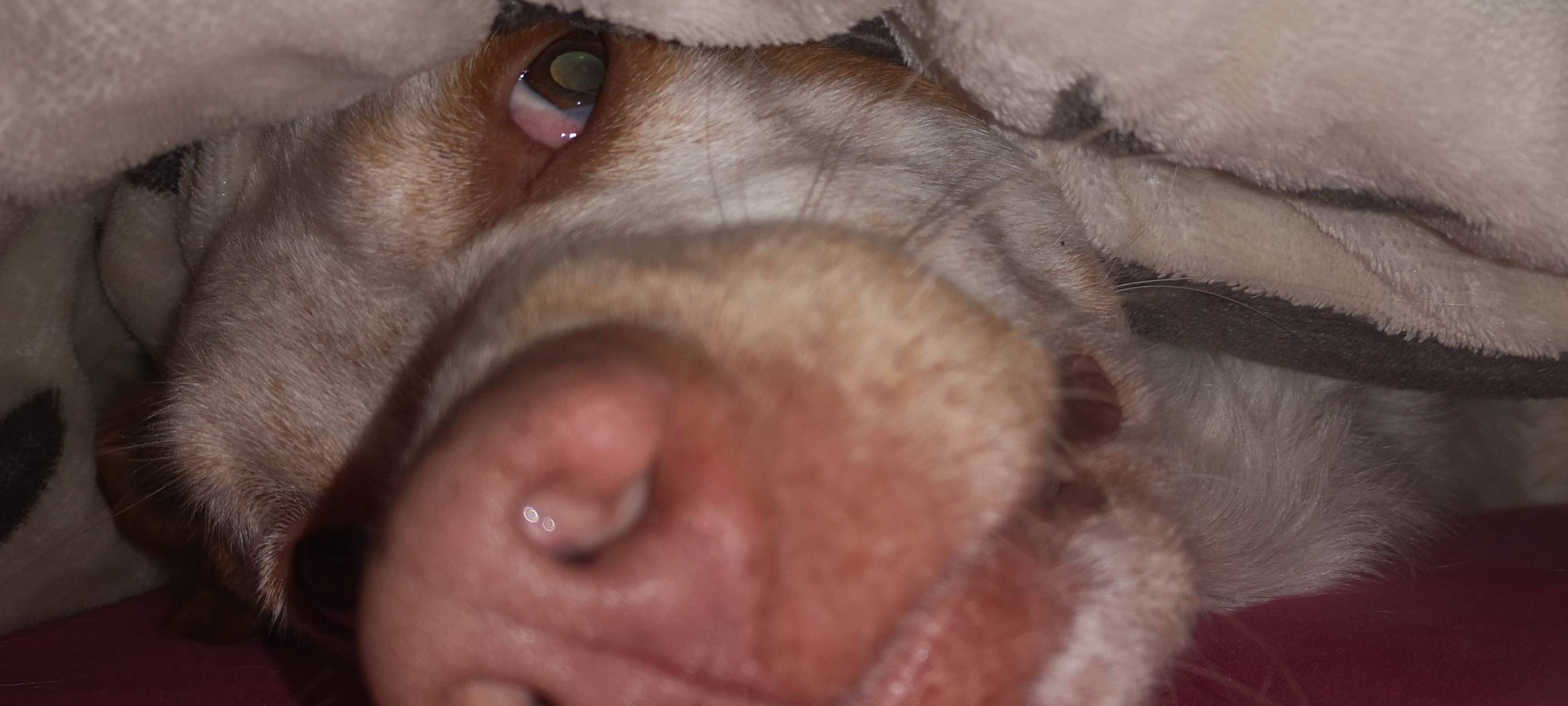 Ratingen erhöht Hundesteuer