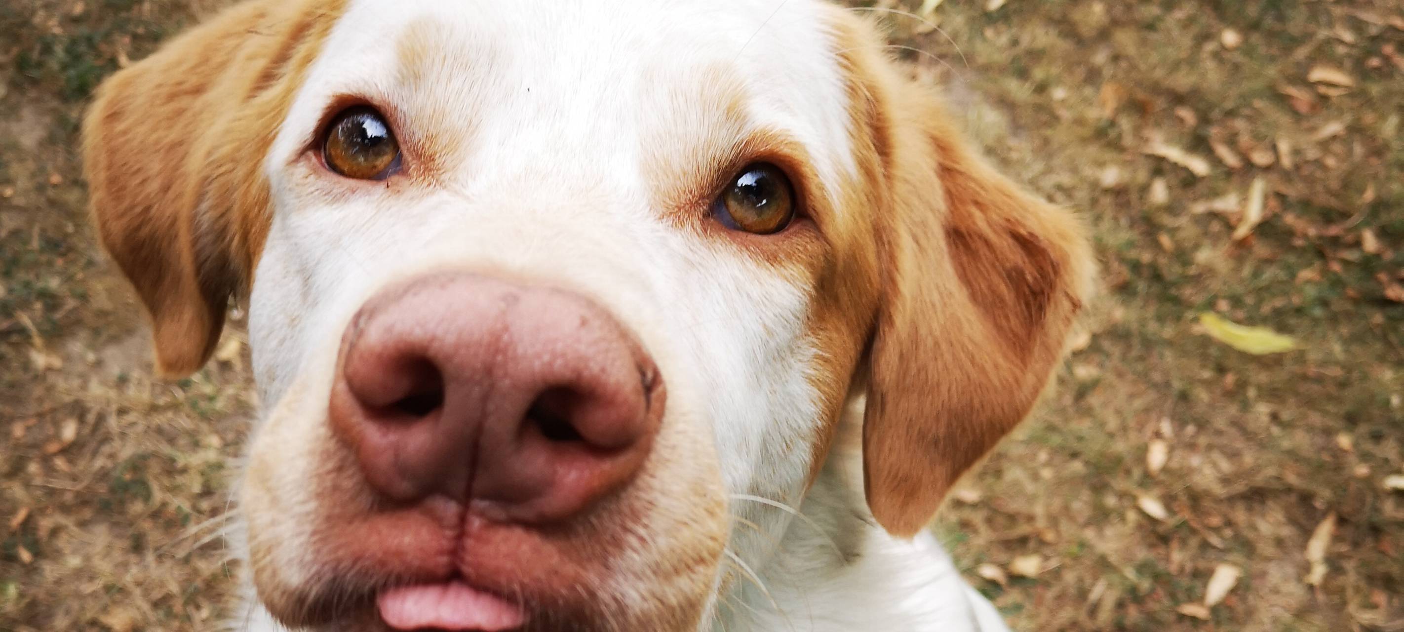 Tierheim Velbert macht noch nicht wieder auf