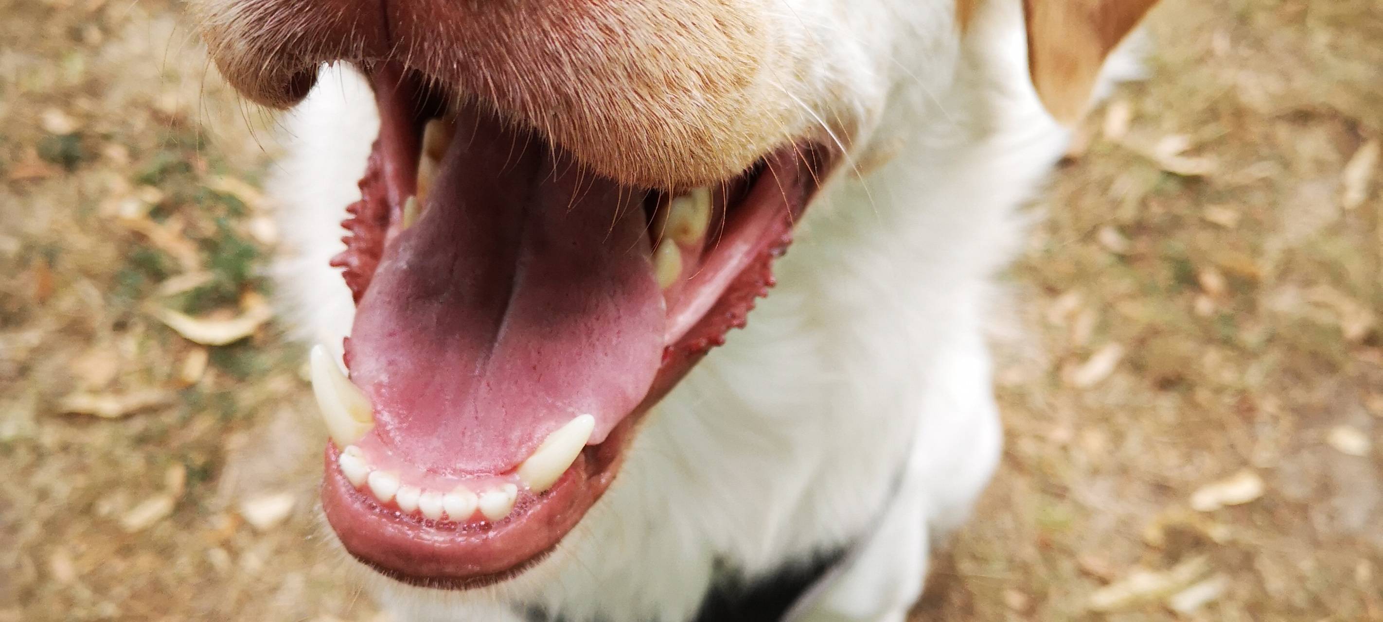 25.000 Euro fürs Tierheim Hilden