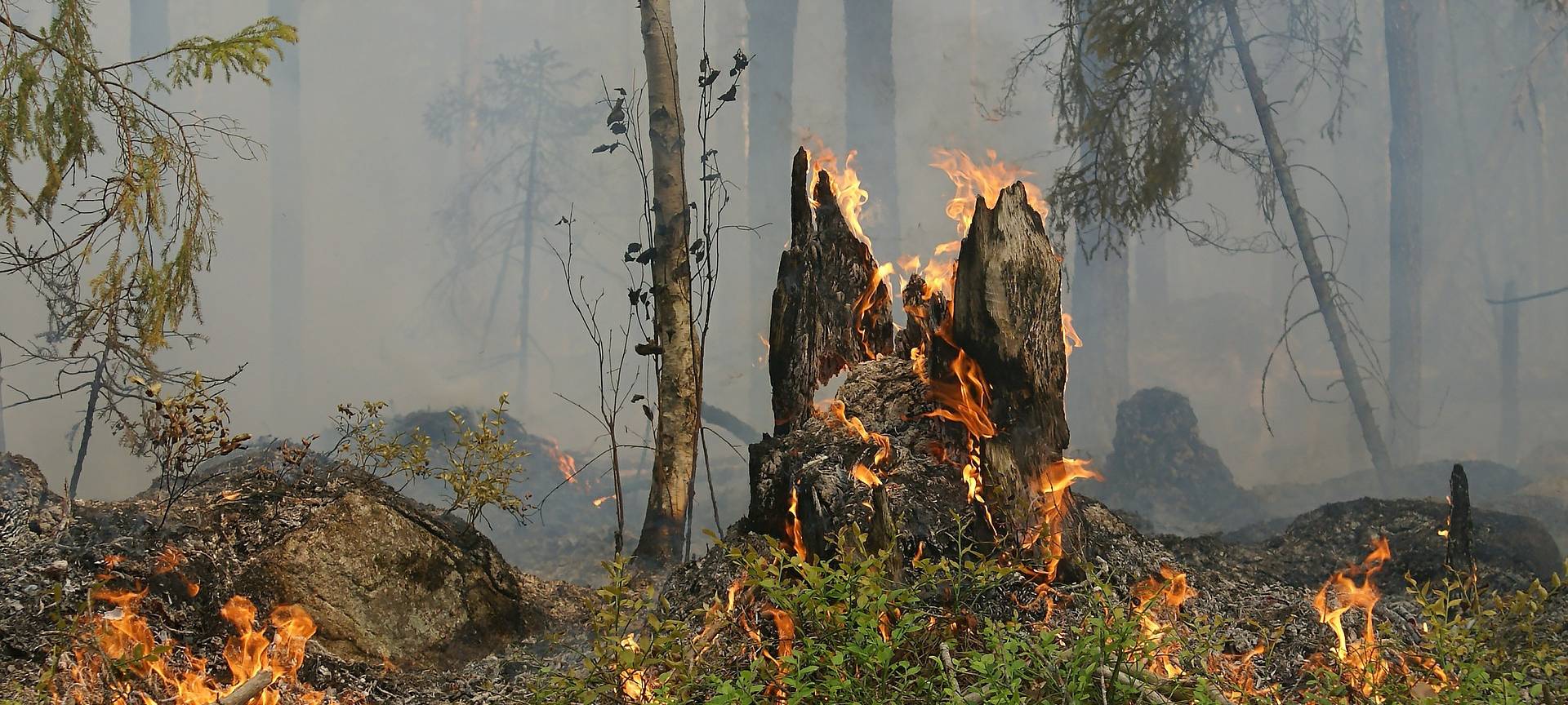 Kleinerer Waldbrand in Ratingen-Hösel