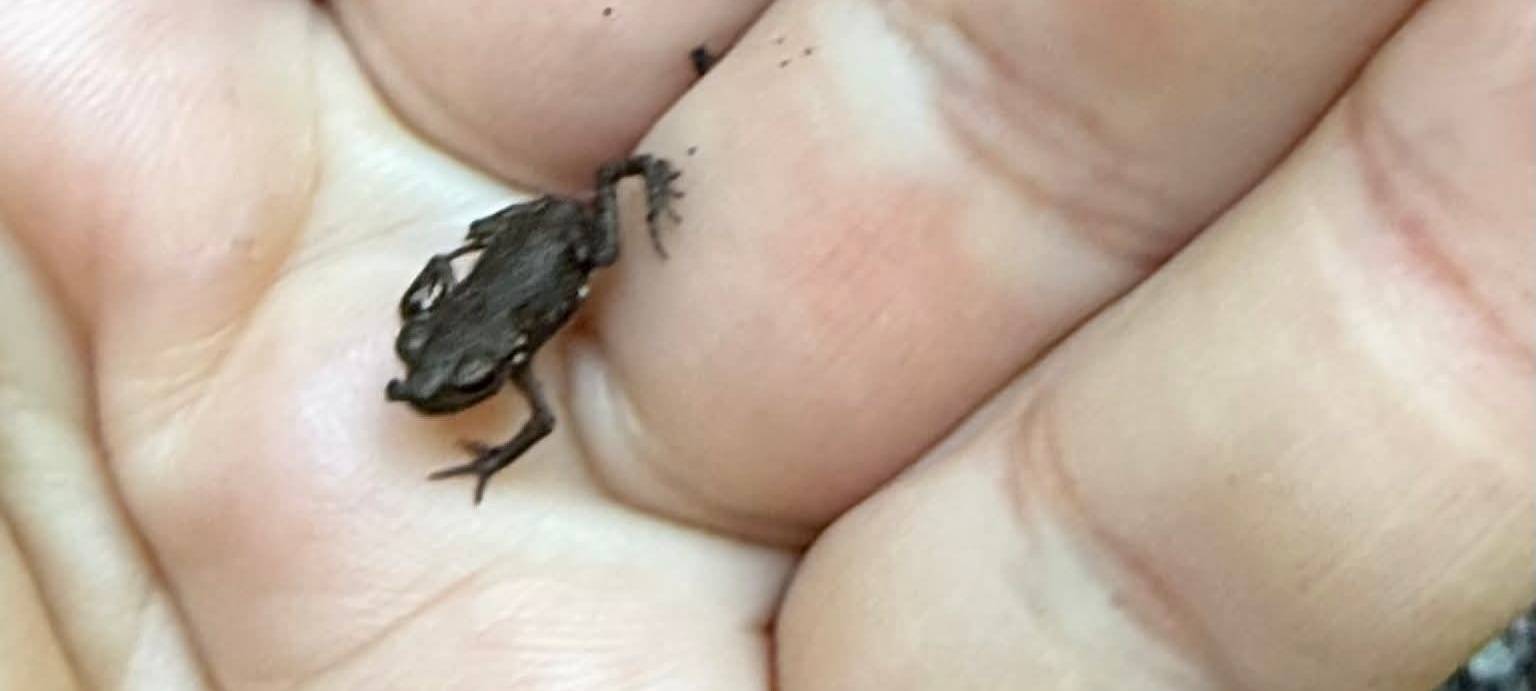 Ratingen warnt vor Babykröten am Blauen See