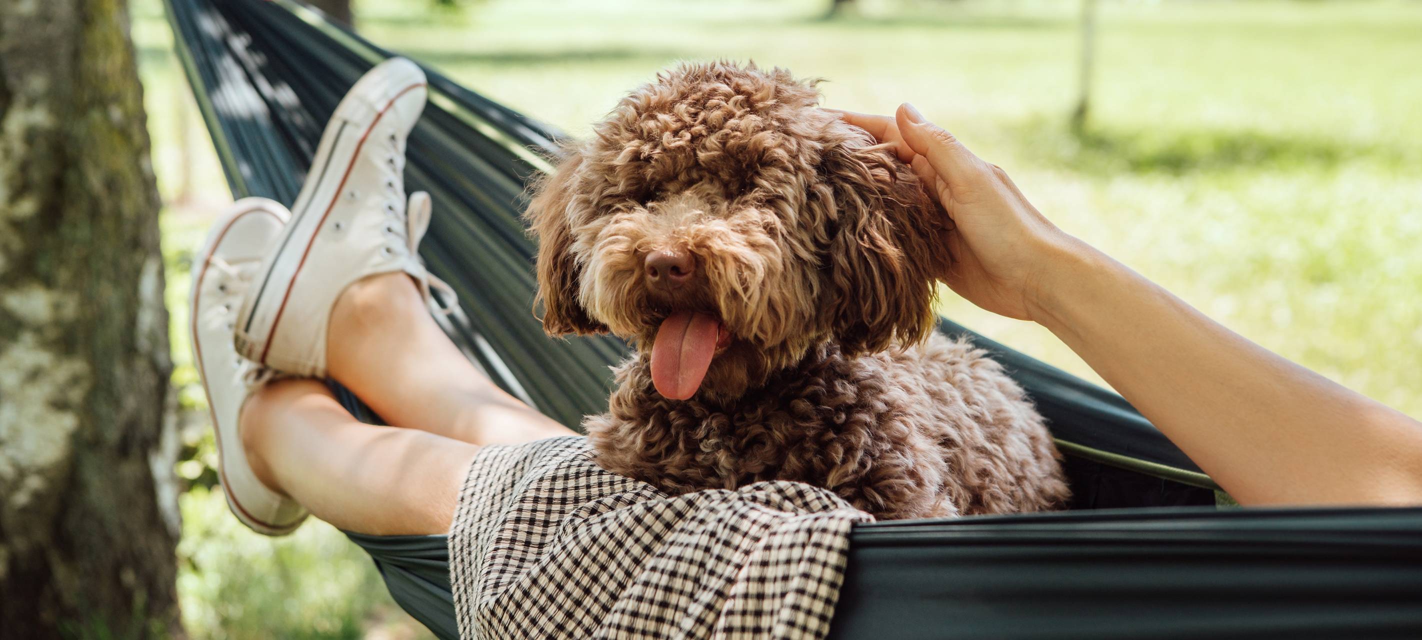 Hund auf Hängematte