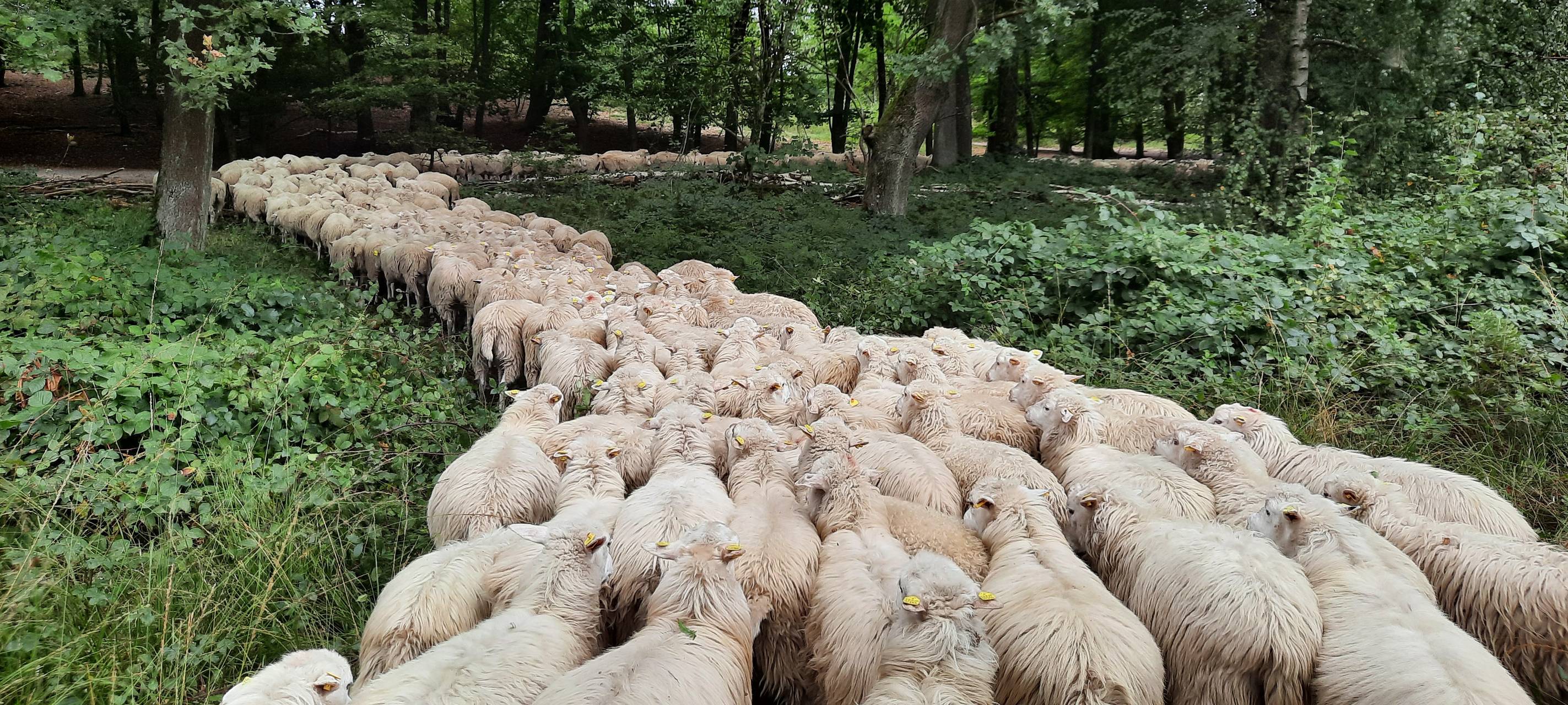 Moorschnucken zurück in der Hildener Heide