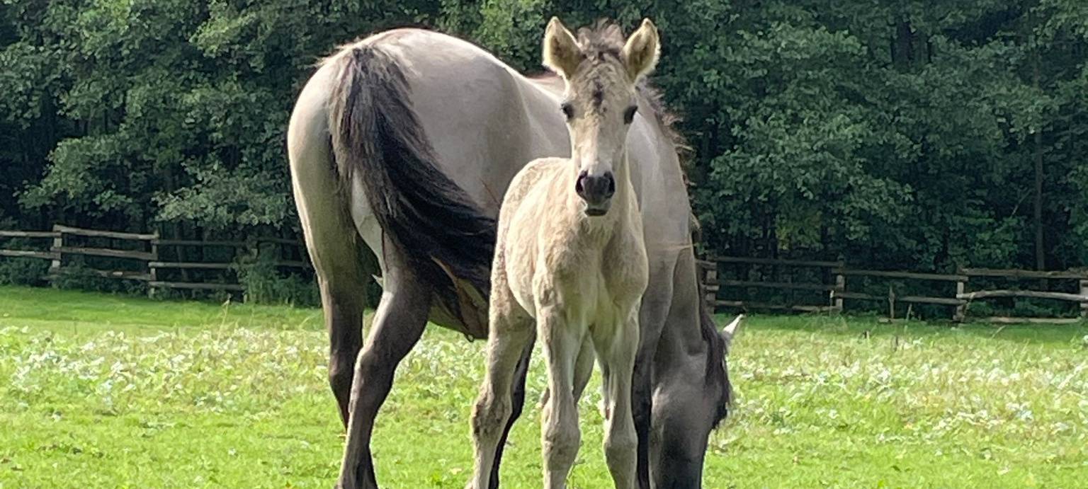 Tarpan-Nachwuchs im Eiszeitlichen Wildgehege
