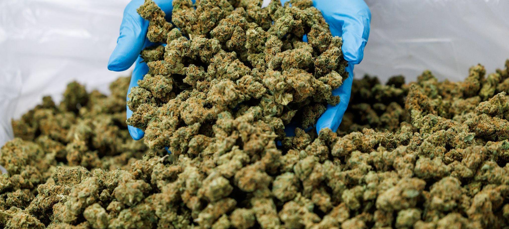 Medizinal-Cannabis