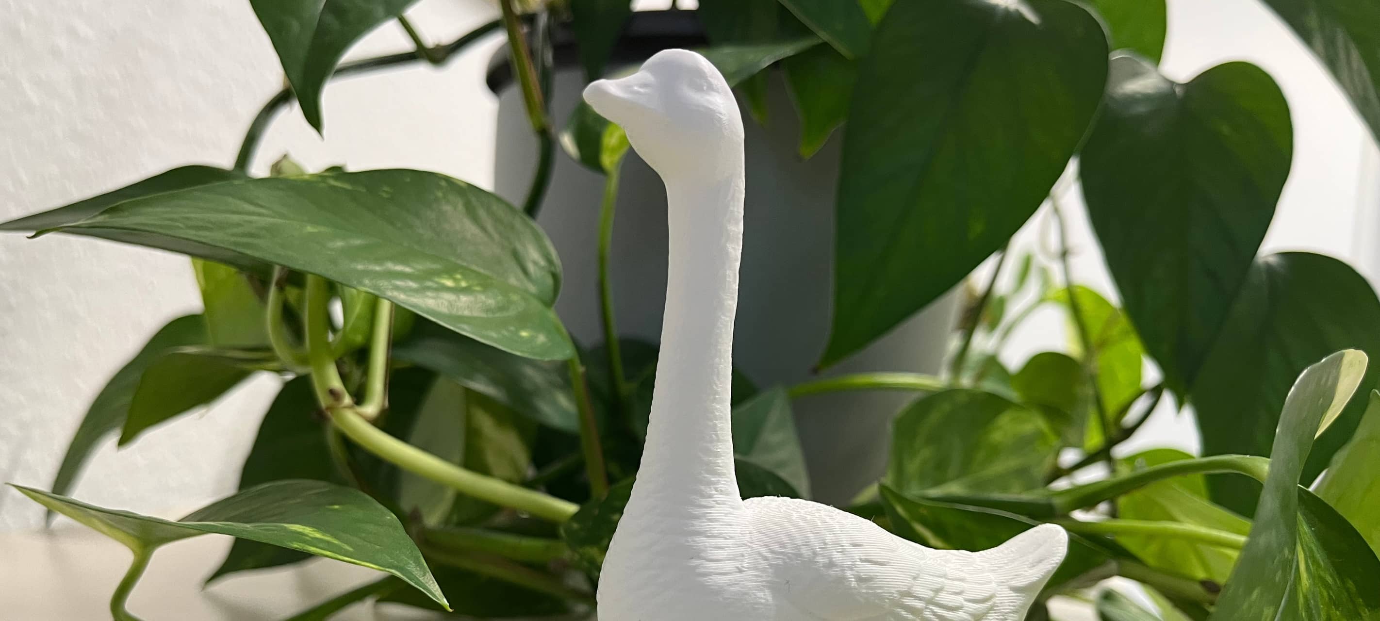 Plastik für Gänseliesel-Gänse: Sammelaktion geht weiter