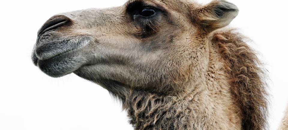 Circus Busch darf mit Kamelen auftreten