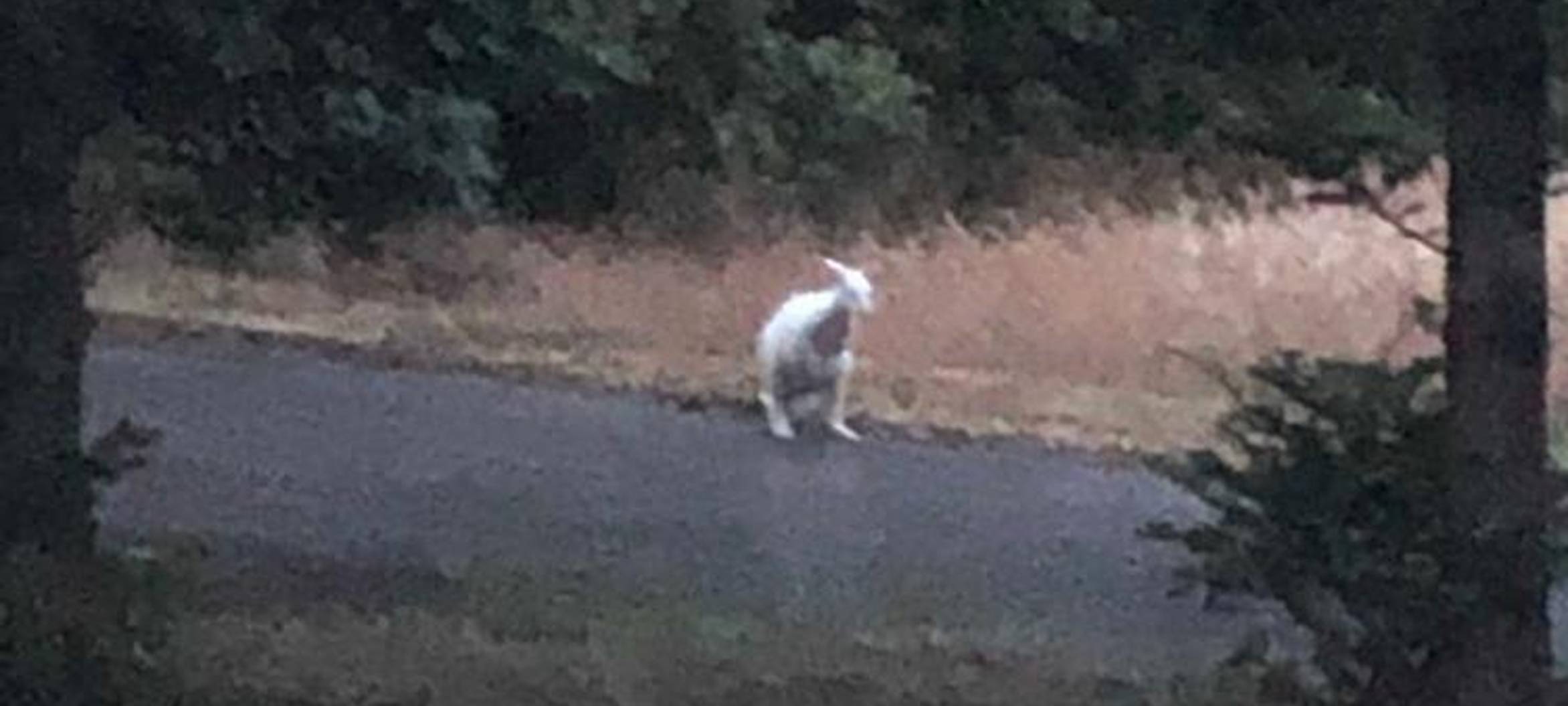 Weißes Känguru ist wieder zuhause
