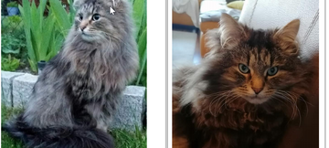 Kater JURI seit 19.04.2021 in Mettmann vermisst