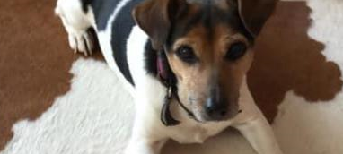 17.12.2020 Hündin Lilli vermisst in Wuppertal