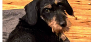 Rauhaardackel Socke in Haan vermisst