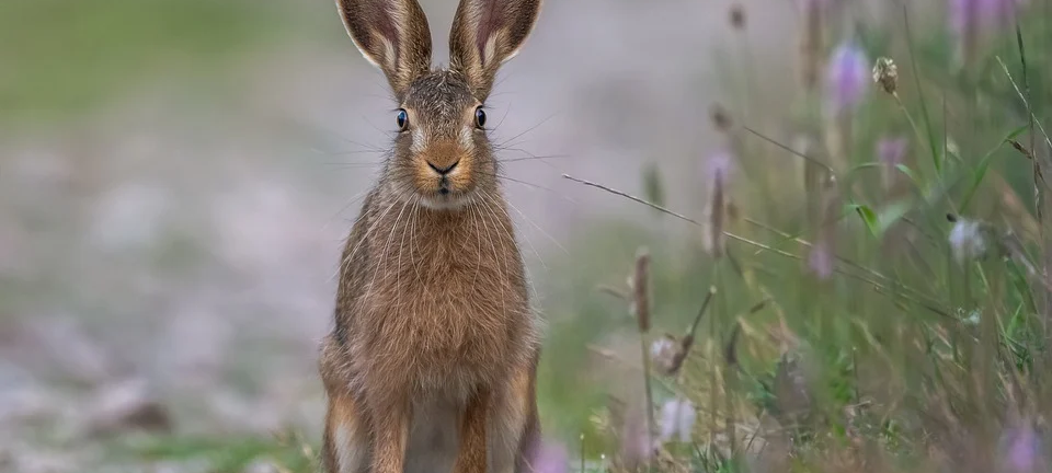 Bürgerentscheid kann Hasenwiese nicht retten
