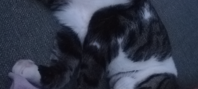 Velbert-Langenberg - Seit dem 15.10.2020 ist Kater Monty vermisst