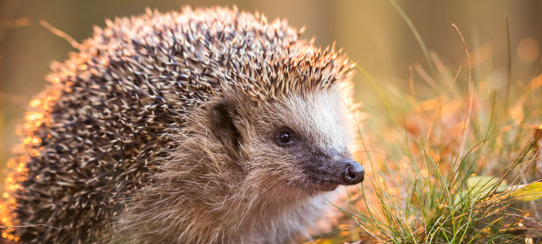 Kein nächtliches Mähroboterverbot