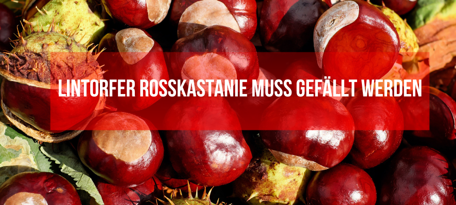 Rosskastanie muss gefällt werden