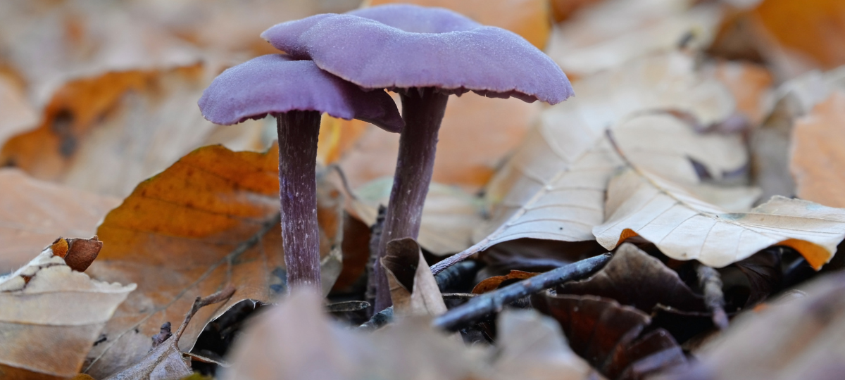 Violetter Lacktrichterling