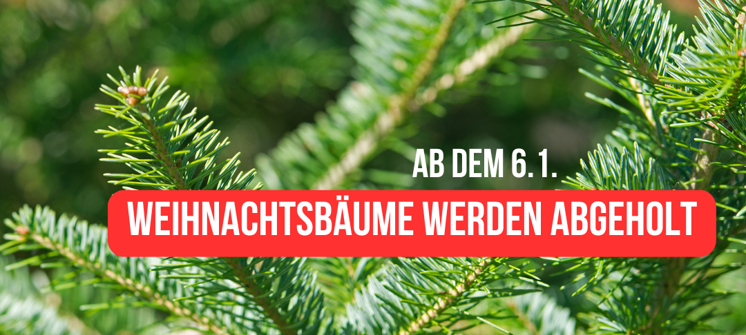 Abholung der Weihnachtsbäume