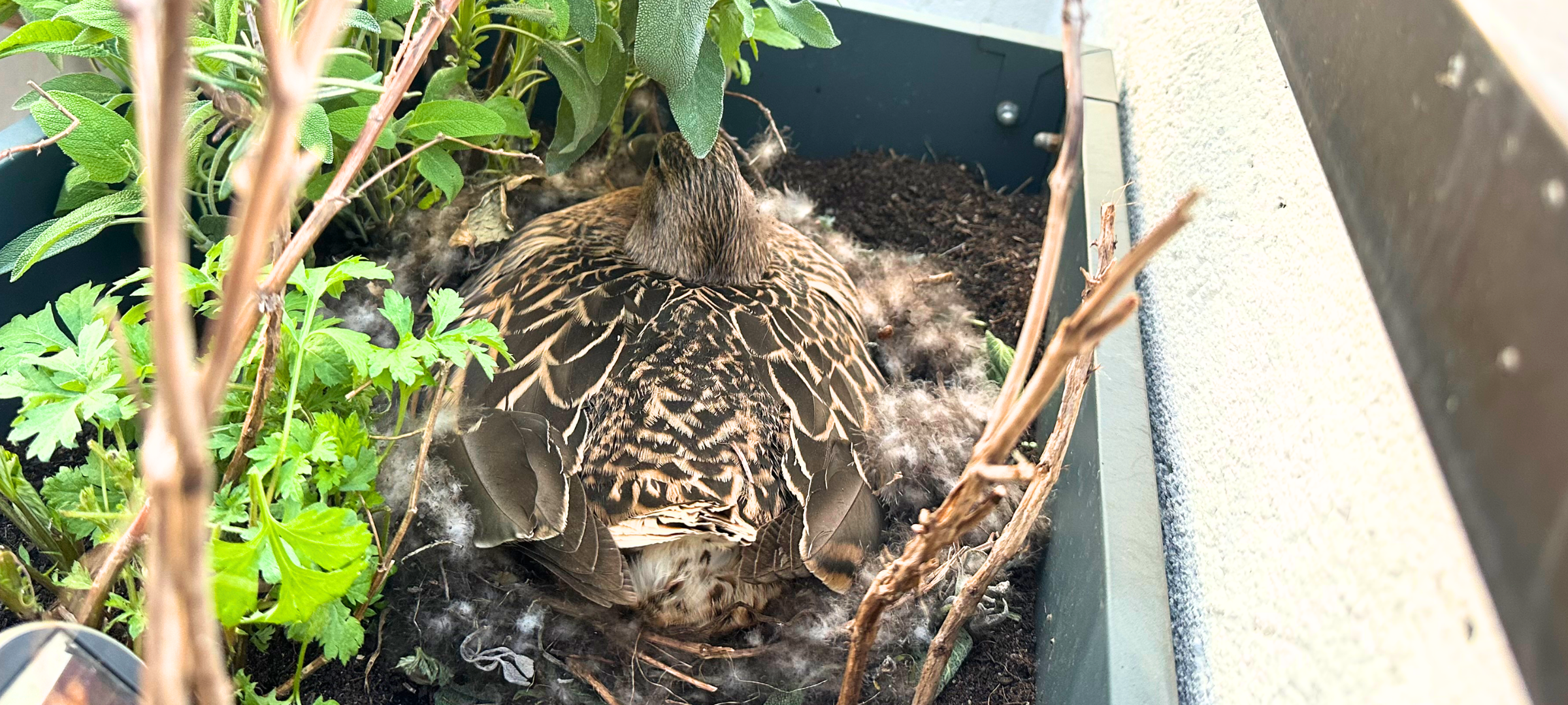 Ente, Taube und Co. - Nachwuchs auf dem eigenen Balkon