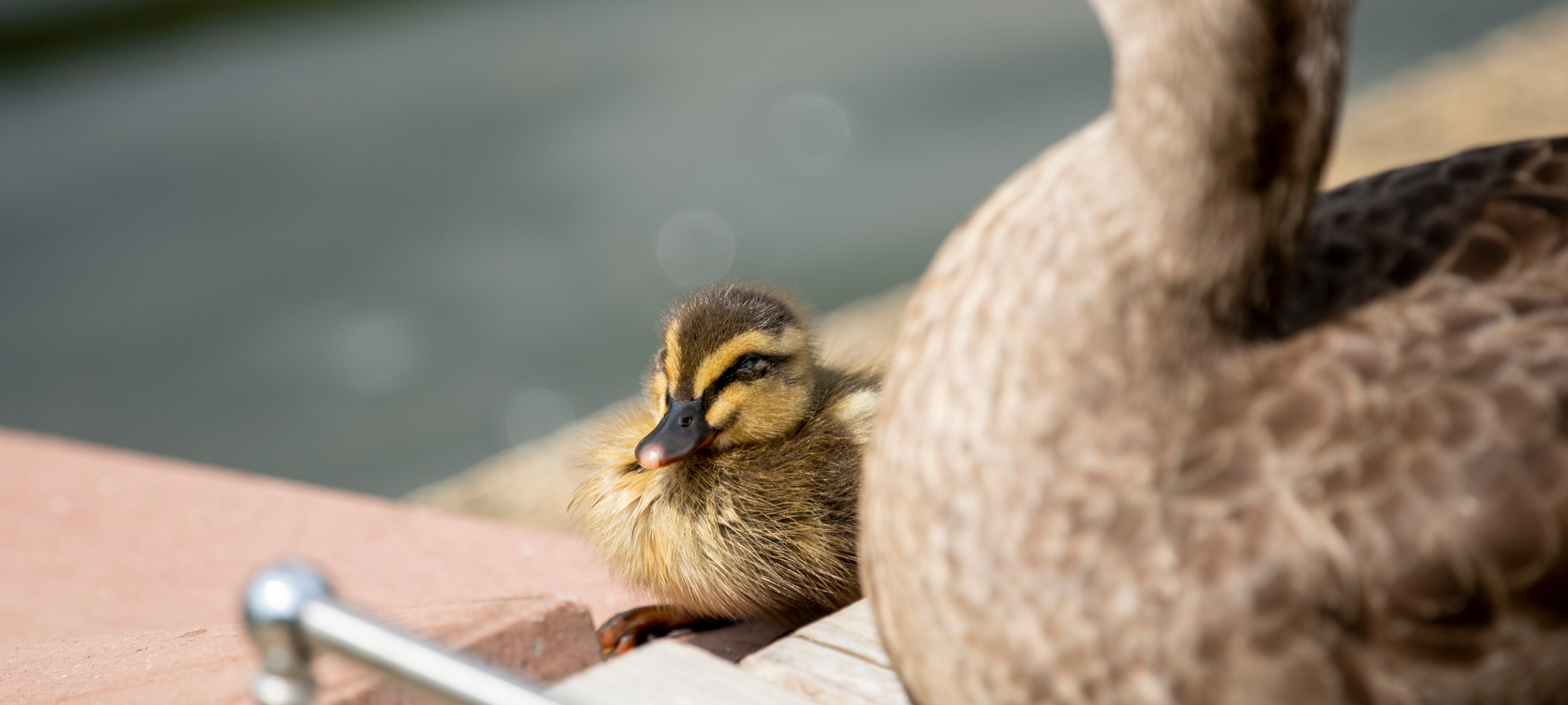 Ente, Taube und Co. - Nachwuchs auf dem eigenen Balkon